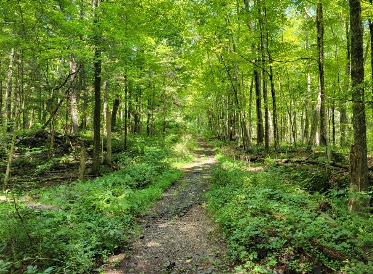 George Dudley Seymour State Park, Connecticut, USA